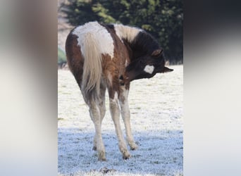 Curly Horse, Hengst, 1 Jaar, 155 cm, Roodbruin