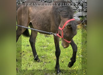 Curly Horse, Hengst, 1 Jahr, 155 cm, Rotbrauner