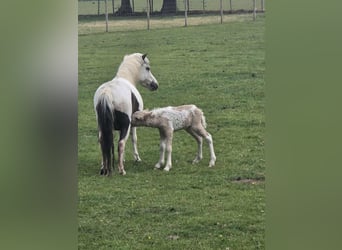 Curly Horse, Hengst, 1 Jaar, 90 cm, Palomino