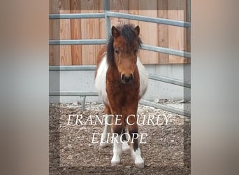 Curly Horse, Hengst, 1 Jahr, 105 cm, Rotbrauner