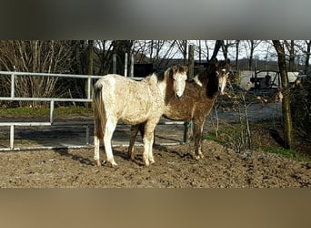Curly Horse, Hengst, 1 Jahr, 130 cm, Falbe