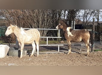 Curly Horse, Hengst, 1 Jahr, 145 cm, Falbe