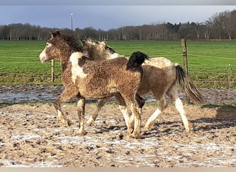 Curly Horse, Hengst, 1 Jahr, 145 cm, Falbe