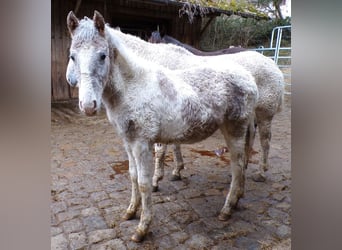 Curly Horse Mix, Hengst, 1 Jahr, 148 cm, Kann Schimmel werden