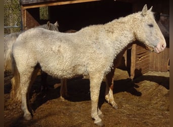 Curly Horse Mix, Hengst, 1 Jahr, 148 cm, Kann Schimmel werden