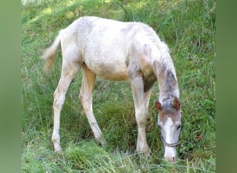 Curly Horse Mix, Hengst, 1 Jahr, 148 cm, Kann Schimmel werden