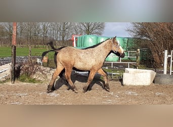 Curly Horse, Hengst, 1 Jahr, 150 cm, Falbe