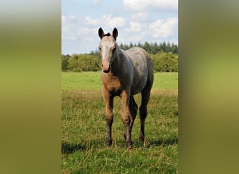 Curly Horse, Hengst, 1 Jahr, 150 cm, Falbe