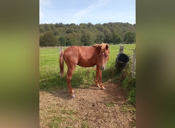 Curly Horse, Hengst, 1 Jahr, 150 cm, Rotfuchs