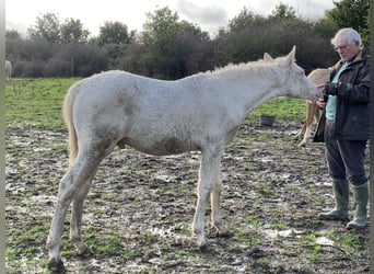 Curly Horse, Hengst, 1 Jahr, 155 cm, Perlino