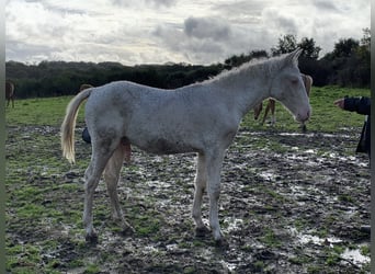 Curly Horse, Hengst, 1 Jahr, 155 cm, Perlino