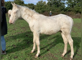 Curly Horse, Hengst, 1 Jahr, 155 cm, Perlino