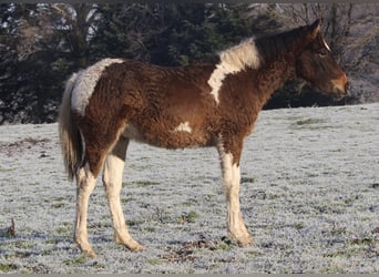 Curly Horse, Hengst, 1 Jahr, 155 cm, Rotbrauner