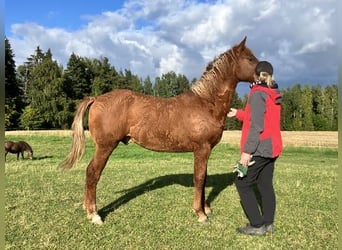 Curly Horse, Hengst, 1 Jahr, 160 cm