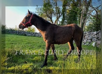Curly Horse, Hengst, 1 Jahr, 160 cm, Rotbrauner