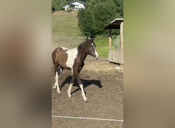 Curly Horse, Hengst, 1 Jahr, 160 cm, Tobiano-alle-Farben
