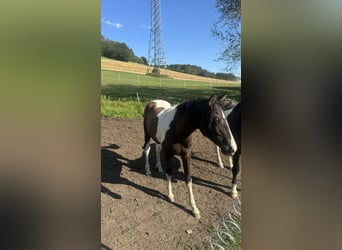 Curly Horse, Hengst, 1 Jahr, 160 cm, Tobiano-alle-Farben