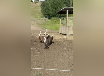 Curly Horse, Hengst, 1 Jahr, 160 cm, Tobiano-alle-Farben