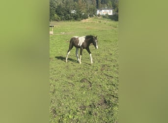 Curly Horse, Hengst, 1 Jahr, 160 cm, Tobiano-alle-Farben
