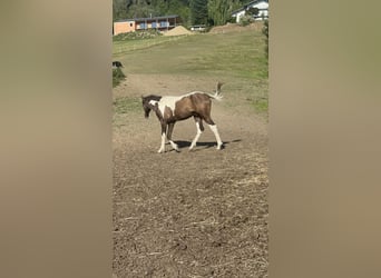 Curly Horse, Hengst, 1 Jahr, 160 cm, Tobiano-alle-Farben