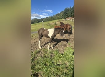 Curly Horse, Hengst, 1 Jahr, 160 cm, Tobiano-alle-Farben