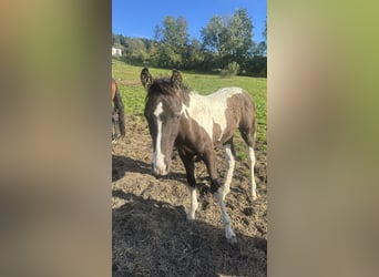 Curly Horse, Hengst, 1 Jahr, 160 cm, Tobiano-alle-Farben