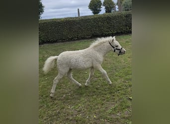 Curly Horse, Hengst, 1 Jahr, 90 cm, Palomino