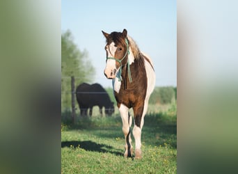 Curly Horse, Hengst, 2 Jaar, 110 cm, Tobiano-alle-kleuren