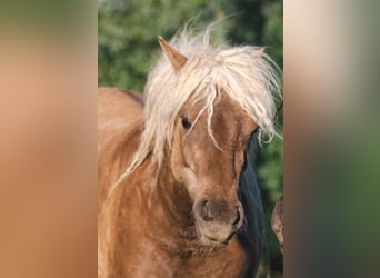 Curly Horse, Hengst, 2 Jaar, 110 cm, Tobiano-alle-kleuren