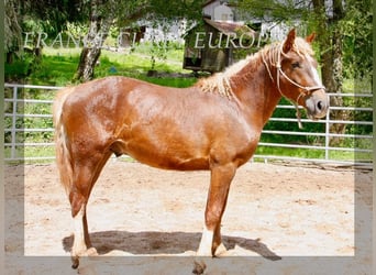Curly Horse, Hengst, 2 Jaar, 150 cm, Donkere-vos