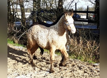 Curly Horse, Hengst, 2 Jaar, 150 cm, Falbe