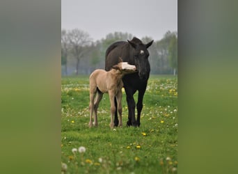Curly Horse, Hengst, 2 Jaar, 150 cm, Falbe