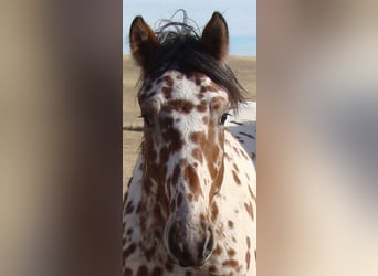 Curly Horse, Hengst, 2 Jaar, 152 cm, Appaloosa