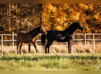 Curly Horse, Hengst, 2 Jaar, 154 cm, Bruin