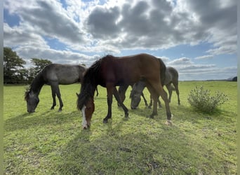 Curly Horse, Hengst, 2 Jaar, 154 cm, Donkerbruin