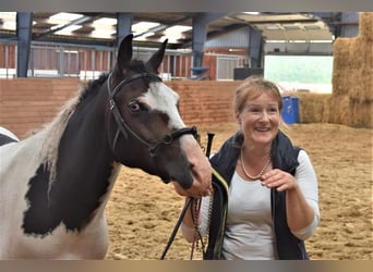 Curly Horse, Hengst, 2 Jaar, 154 cm, Donkerbruin