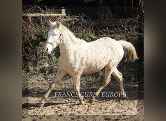 Curly Horse Mix, Hengst, 2 Jaar, 156 cm, Perlino