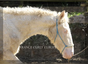 Curly Horse Mix, Hengst, 2 Jaar, 156 cm, Perlino