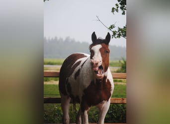 Curly Horse, Hengst, 2 Jaar, 164 cm, Tobiano-alle-kleuren