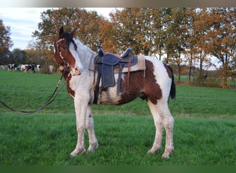 Curly Horse, Hengst, 2 Jaar, 164 cm, Tobiano-alle-kleuren