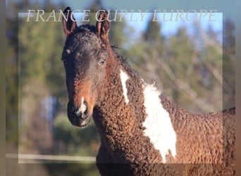 Curly Horse, Hengst, 2 Jaar, Roodbruin