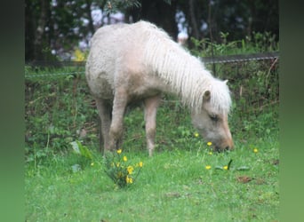 Curly Horse, Hengst, 2 Jahre, 100 cm, Palomino