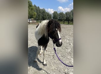 Curly Horse, Hengst, 2 Jahre, 110 cm, Tobiano-alle-Farben