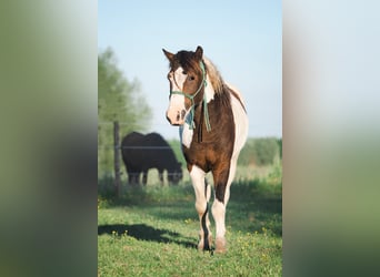 Curly Horse, Hengst, 2 Jahre, 110 cm, Tobiano-alle-Farben