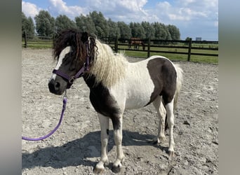 Curly Horse, Hengst, 2 Jahre, 110 cm, Tobiano-alle-Farben