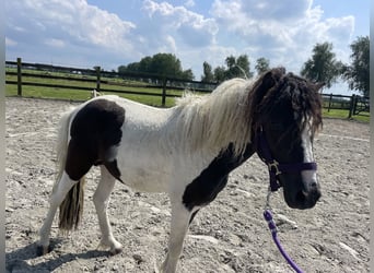 Curly Horse, Hengst, 2 Jahre, 110 cm, Tobiano-alle-Farben