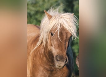 Curly Horse, Hengst, 2 Jahre, 110 cm, Tobiano-alle-Farben