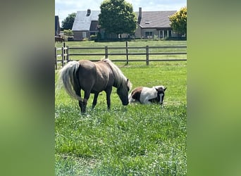 Curly Horse, Hengst, 2 Jahre, 110 cm, Tobiano-alle-Farben