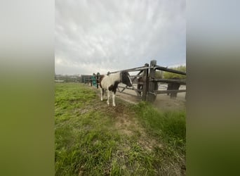 Curly Horse, Hengst, 2 Jahre, 110 cm, Tobiano-alle-Farben