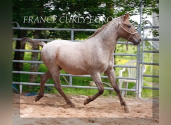 Curly Horse, Hengst, 2 Jahre, 130 cm